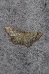 Idaea moniliata