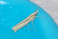 Ancylolomia tentaculella