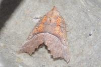 Scoliopteryx libatrix