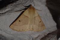 Crocallis elinguaria