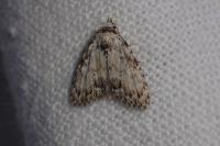 Meganola strigula