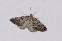 Thera cognata