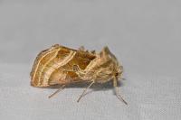 Euchalcia variabilis