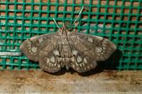 Anania stachydalis