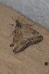 Pyrausta despicata