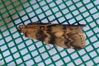 Euzophera pinguis