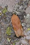 Noctua fimbriata
