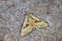 Phlogophora scita