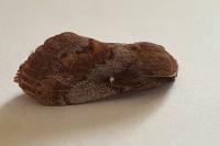 Dendrolimus pini pini