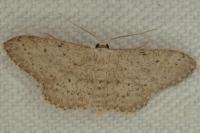 Idaea seriata