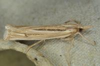 Ancylolomia tentaculella / disparalis