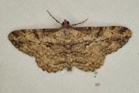 Peribatodes rhomboidaria rhomboidaria