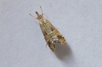 Euchromius gozmanyi