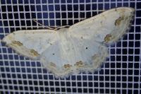 Scopula ornata