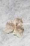 Stauropus fagi