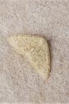 Scopula marginepunctata