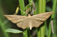 Idaea ochrata