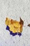 Selenia lunularia