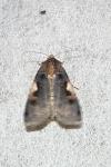 Xestia c-nigrum
