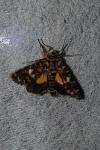 Anarta myrtilli
