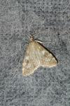 Udea olivalis