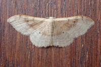 Idaea degeneraria