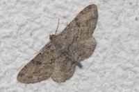 Peribatodes rhomboidaria rhomboidaria