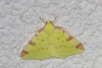 Opisthograptis luteolata