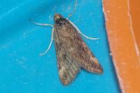 Pyrausta despicata