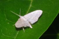 Idaea seriata