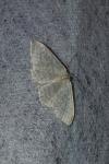 Idaea subsericeata