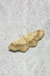 Idaea aversata