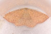 Cyclophora ruficiliaria