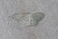Idaea seriata
