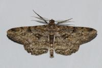 Peribatodes rhomboidaria rhomboidaria