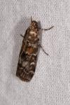 Dioryctria
