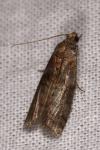 Phycitodes