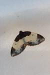 Mesoleuca albicillata
