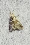 Furcula furcula