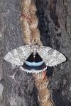 Catocala fraxini