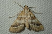 Metasia suppandalis