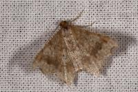 Macaria alternata