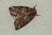 Bryophila vandalusiae