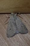 Xestia castanea