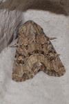 Luperina testacea
