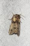 Drymonia velitaris