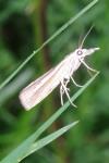 Agriphila tristella