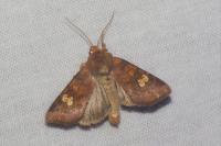 Amphipoea oculea