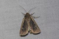 Ochropleura plecta