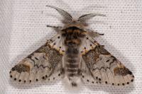Furcula furcula